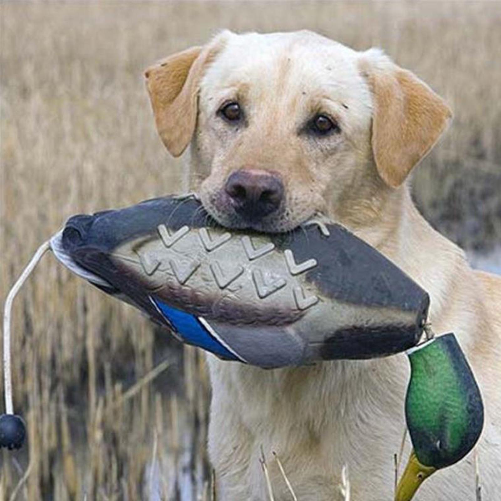 Mallard Duck Decoy Simulation  - Decoy Duck Plastic ulasan dan harga